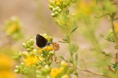Hesperopsis libya