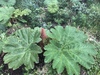 Giant Rhubarb - Photo (c) Mauricio Uhle, some rights reserved (CC BY-NC), uploaded by Mauricio Uhle