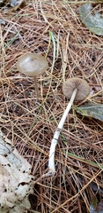 Entoloma psammophilohebes image