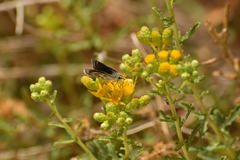 Hesperopsis libya