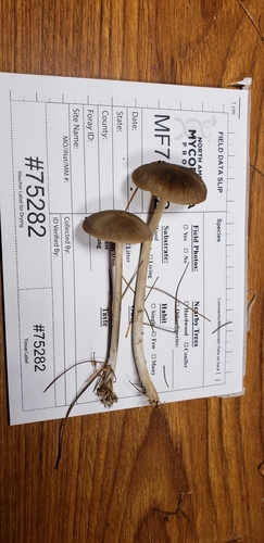 Entoloma psammophilohebes image