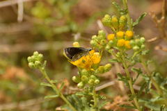 Hesperopsis libya