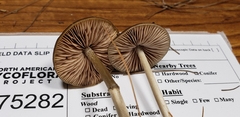 Entoloma psammophilohebes image