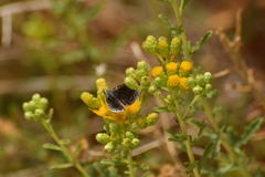 Hesperopsis libya