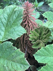 Gunnera manicata