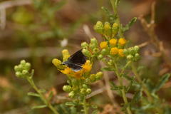 Hesperopsis libya