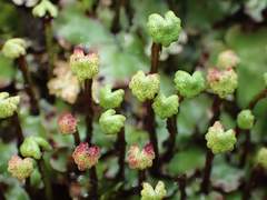 Marchantia paleacea