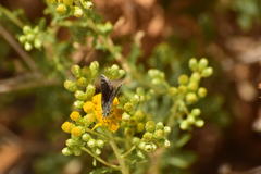Hesperopsis libya
