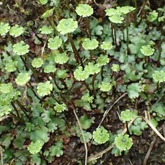 Marchantia paleacea