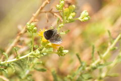 Hesperopsis libya