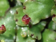 Marchantia paleacea