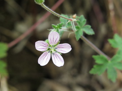 Geranium holosericeum