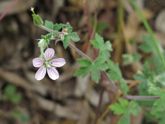 Geranium holosericeum