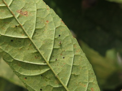 Tropidosteptes chapingoensis