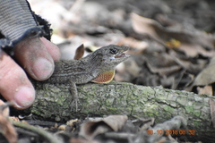 Anolis sagrei