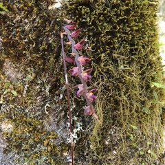 Bulbophyllum granulosum
