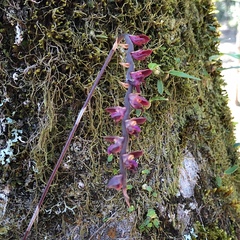Bulbophyllum granulosum