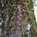 Bulbophyllum granulosum - Photo (c) Mauricio Uhle, μερικά δικαιώματα διατηρούνται (CC BY-NC), uploaded by Mauricio Uhle