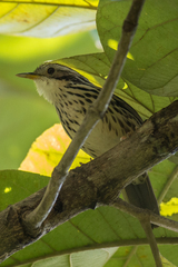 Pellorneum ruficeps