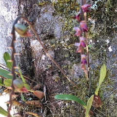 Bulbophyllum granulosum