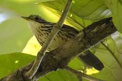 Pellorneum ruficeps
