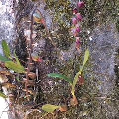 Bulbophyllum granulosum