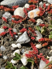 Crassula alata