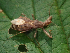 Acholla multispinosa