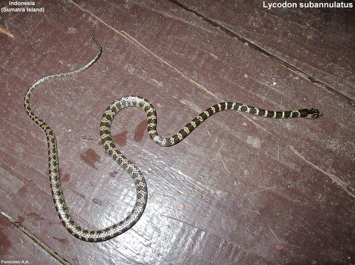 Malayan Bridal Snake
