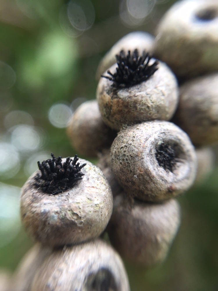 Coryneliomycetidae