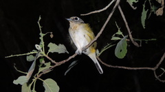 Vireo