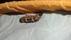 Lepidoptera