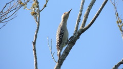 Melanerpes aurifrons