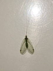 Leucochrysa insularis