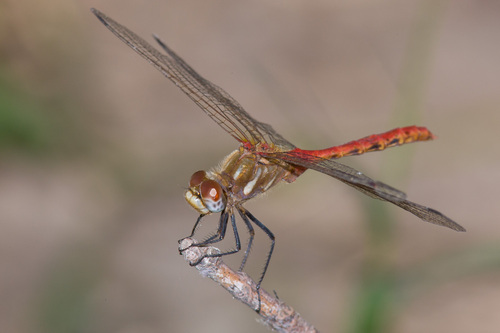 Striped Meadowhawk