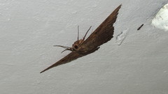 Ascalapha odorata