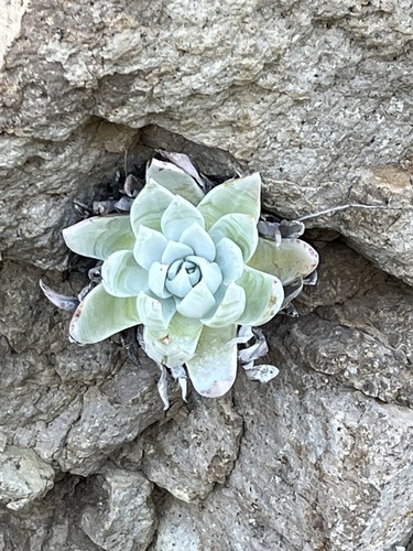 Dudleya brittonii