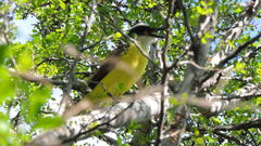 Pitangus sulphuratus