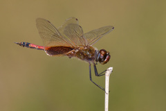 Tramea darwini