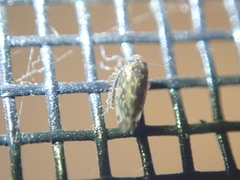 Xestocephalus