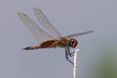 Tramea darwini