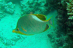 Chaetodon xanthocephalus