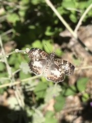 Chiomara georgina