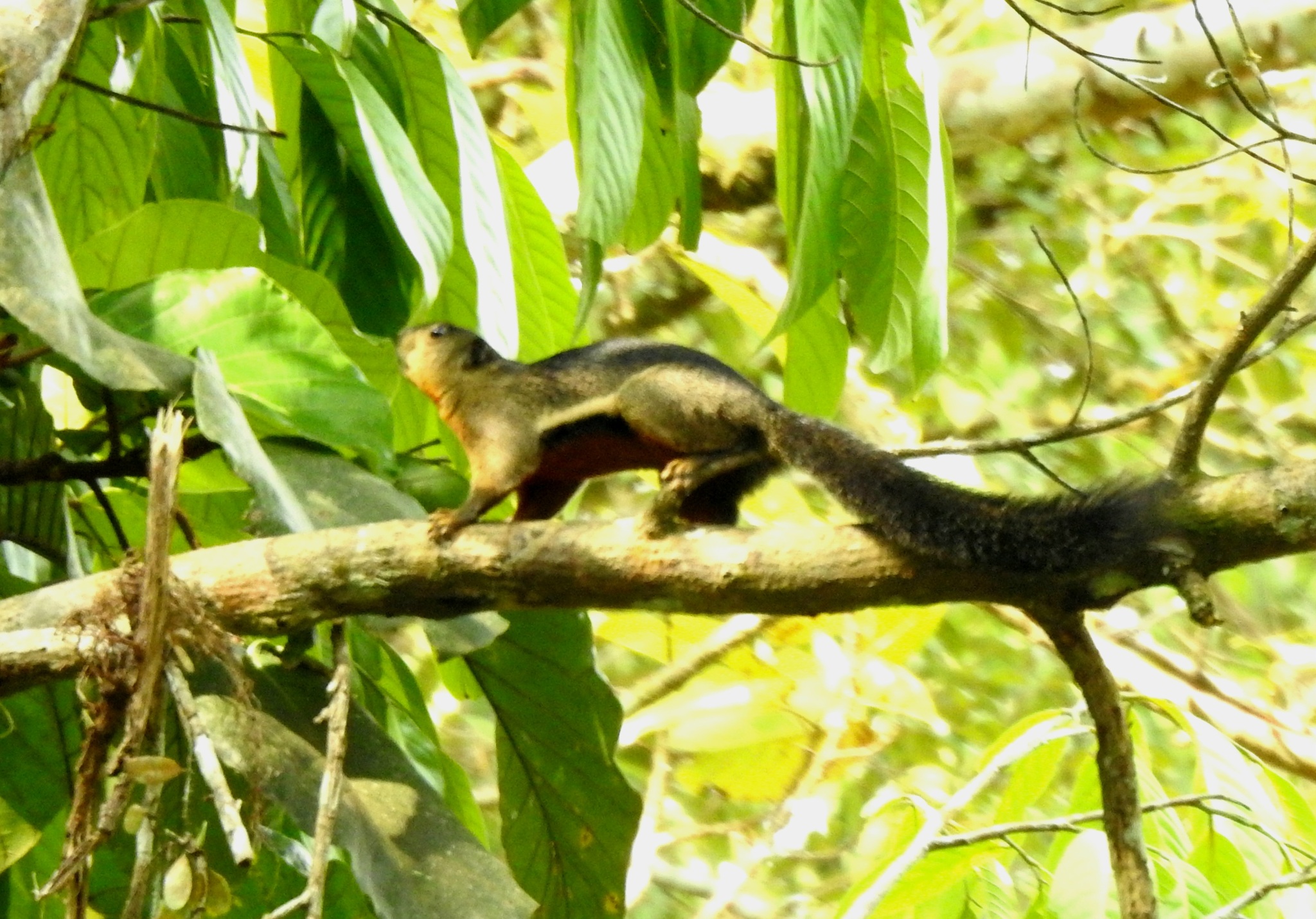 Callosciurus prevostii (Desmarest, 1822)