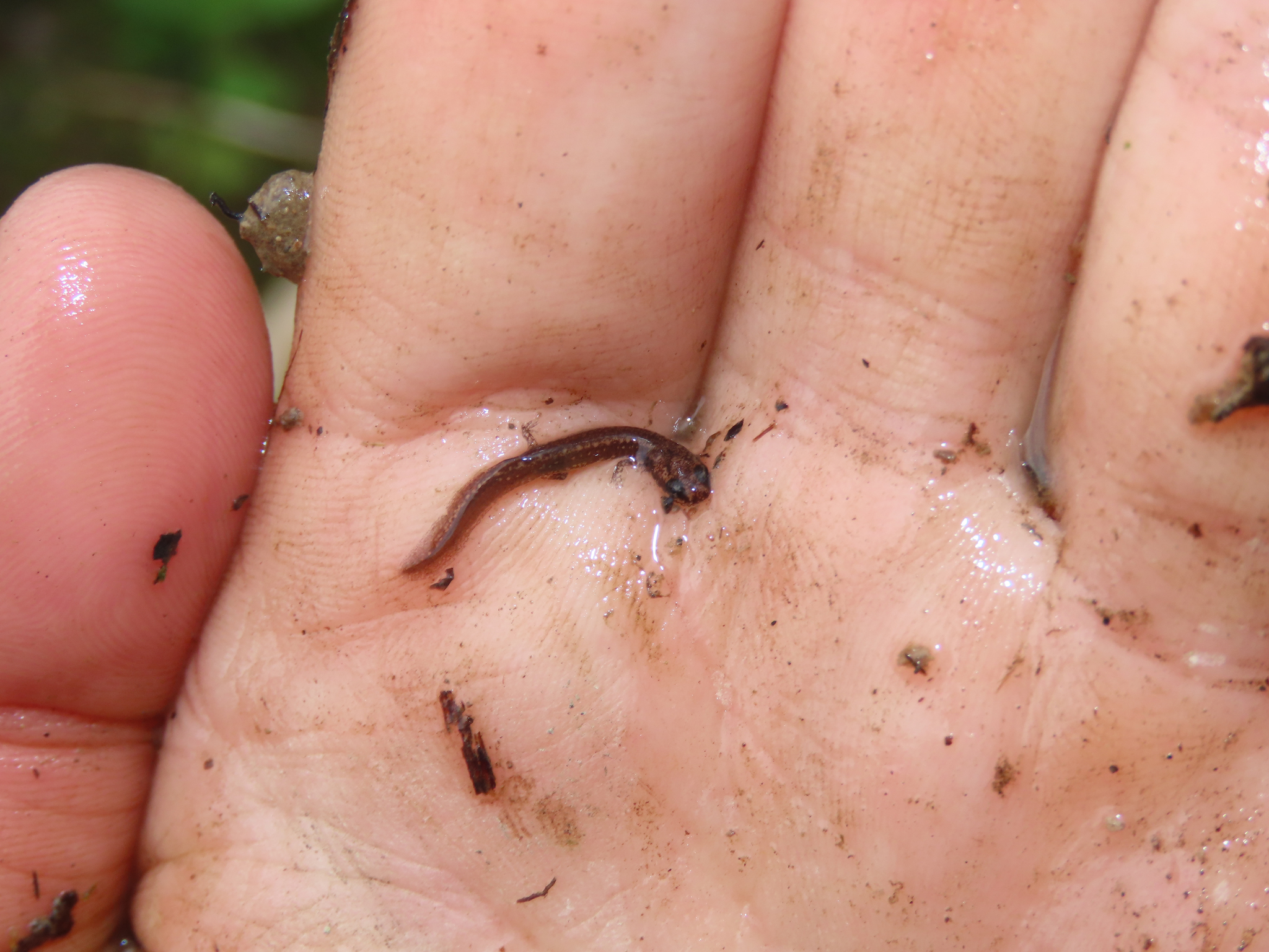 southern two-lined salamander