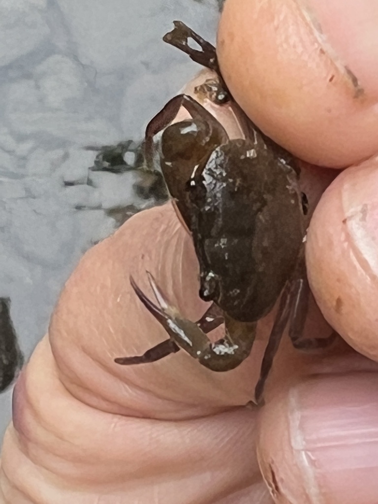 Ptychophallus montanus