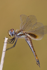 Tramea darwini