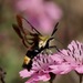 Snowberry Clearwing - Photo (c) tex-anne, some rights reserved (CC BY-NC), uploaded by tex-anne