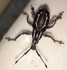Exophthalmus nicaraguensis image