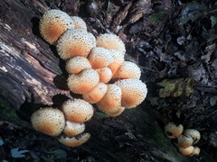 Pholiota